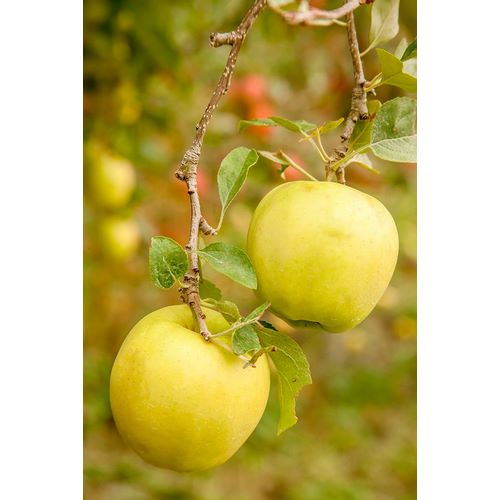 Horton, Janet 아티스트의 Wenatchee-Washington State-USA Golden Delicious Apples on the tree작품입니다.